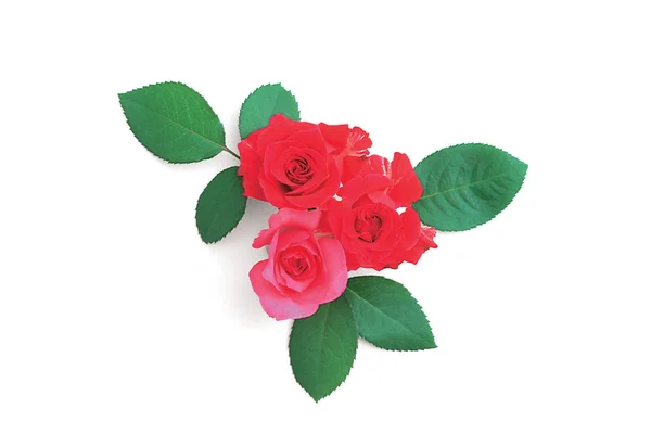 Красиві Квіти Троянд Фоні — стокове фото