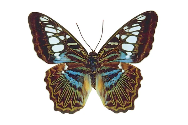 Papillon Coloré Brun Isolé Sur Fond Blanc — Photo