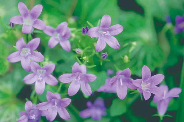 Schließen Sie Die Ansicht Der Winzigen Blühenden Lila Blüten Auf — Stockfoto