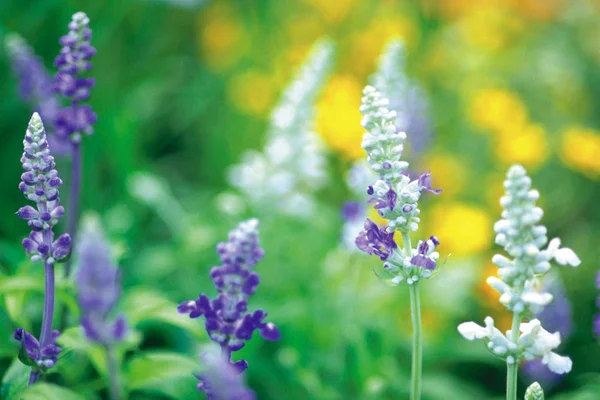 Vue Rapprochée Floraison Petites Fleurs Violet Clair Avec Des Feuilles — Photo