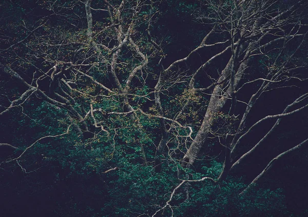 Vue Panoramique Sur Les Arbres Dans Forêt Dense — Photo