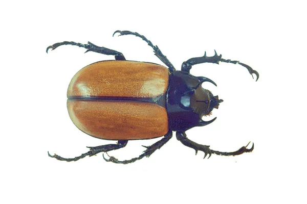 Braune Käfer Nahaufnahme Isoliert Auf Weißem Hintergrund — Stockfoto