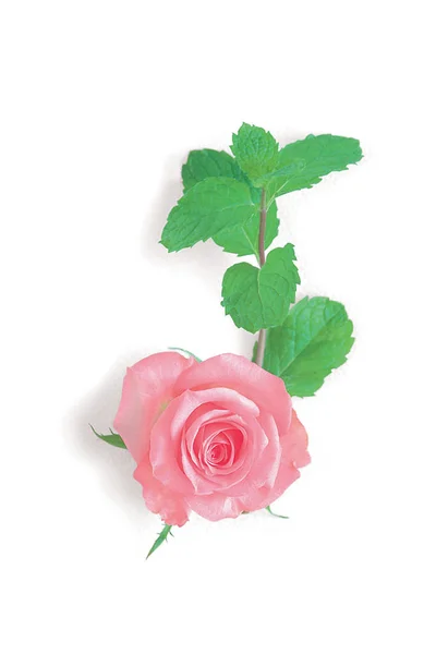 Bela Flor Rosa Fundo — Fotografia de Stock
