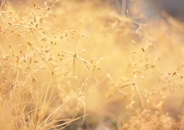 Esboço Natureza Plantas Selvagens — Fotografia de Stock