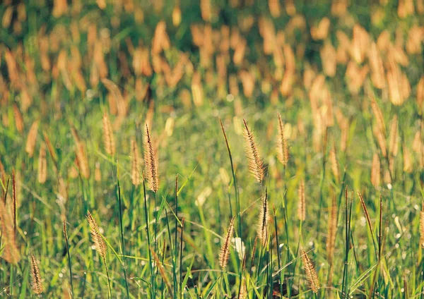 野生の草のクローズアップビュー — ストック写真
