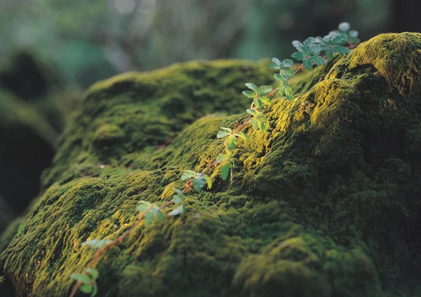 Schizzo Della Natura Piante Selvatiche — Foto Stock