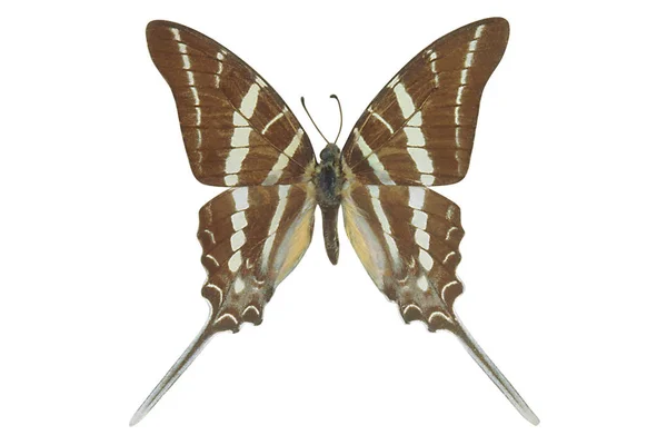 Hnědý Barevný Motýl Izolovaných Bílém Pozadí — Stock fotografie