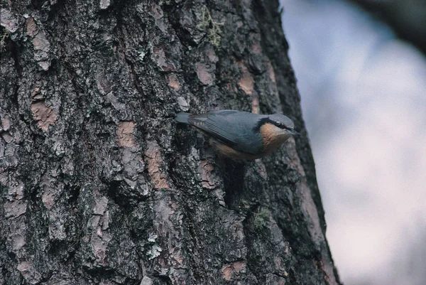 自然の生息地で野生の鳥 — ストック写真