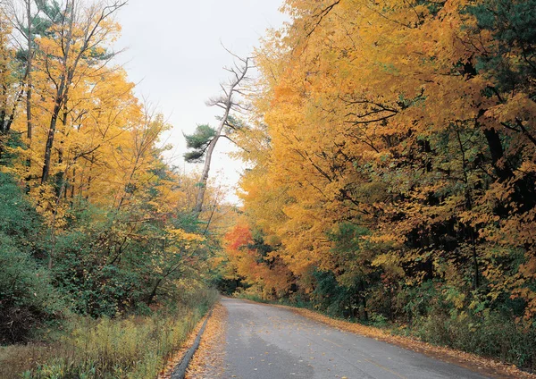 Piękno Jesieni Czerwony Żółty Drzewa — Zdjęcie stockowe