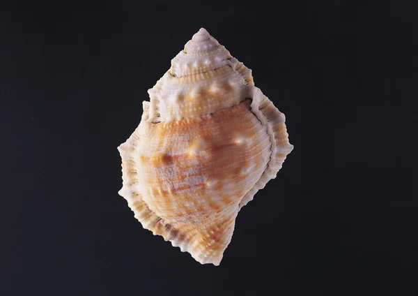 Closeup View Sea Shell Black Background — Stock Photo, Image