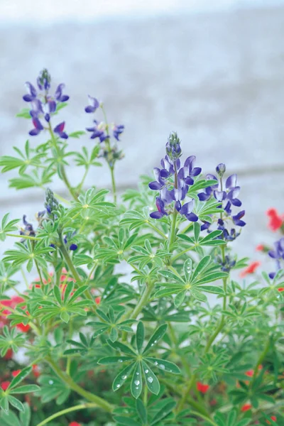 Vista Vicino Fioritura Piccoli Fiori Viola Chiaro Con Foglie Verdi — Foto Stock