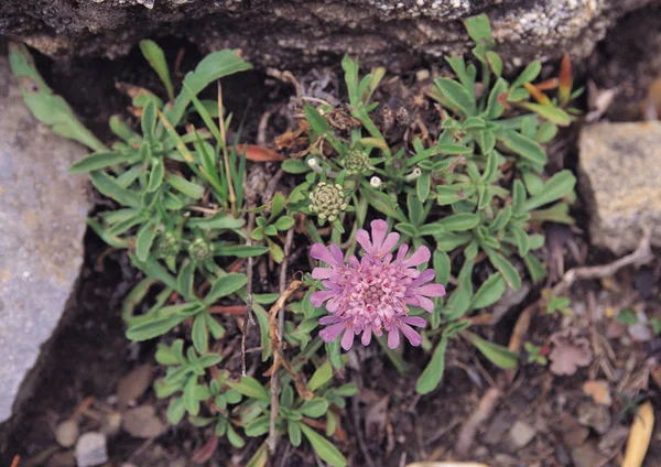 Bosquejo Naturaleza Plantas Silvestres — Foto de Stock