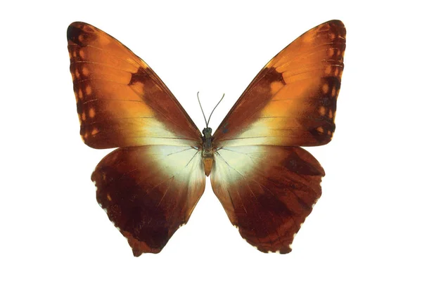 Papillon Coloré Brun Isolé Sur Fond Blanc — Photo