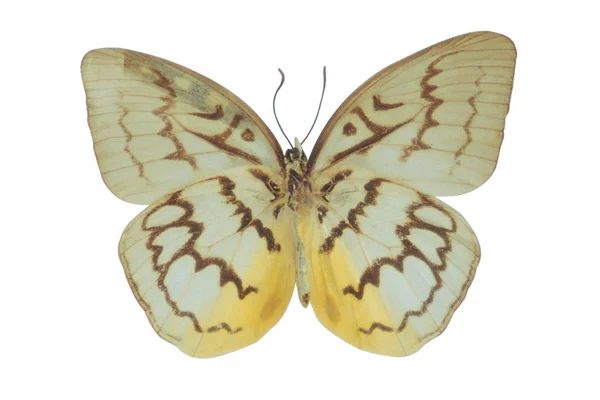 Πολύχρωμη Πεταλούδα Απομονωμένη Λευκό Φόντο — Φωτογραφία Αρχείου