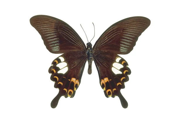 白い背景に分離された暗いのカラフルな蝶 — ストック写真