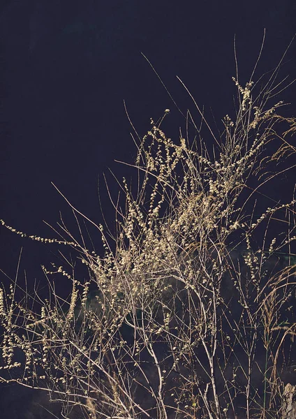 어두운 나뭇가지의 — 스톡 사진