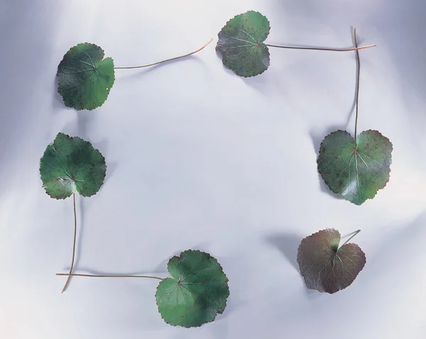 Gränser Ramar Blommor Och Blad — Stockfoto