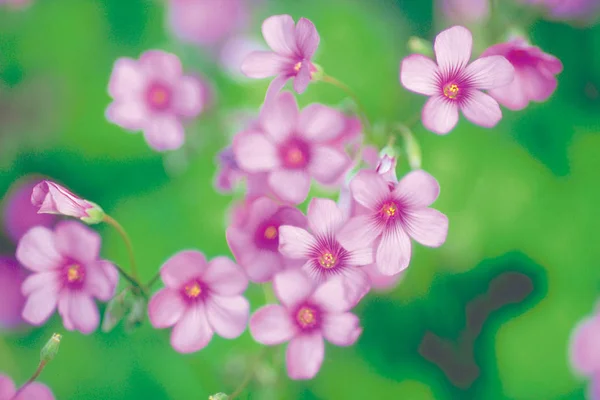 Vista Vicino Delicati Fiori Rosa Fiore — Foto Stock