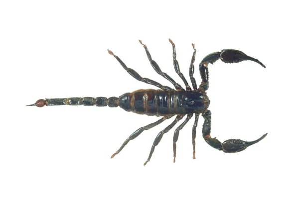 Black Scorpion Closeup Isolated White Background — Stock Photo, Image