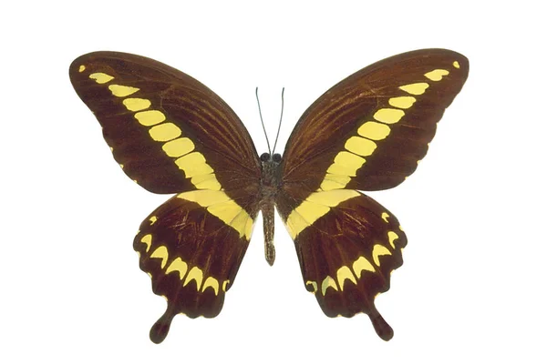 Papillon Coloré Jaune Brun Isolé Sur Fond Blanc — Photo