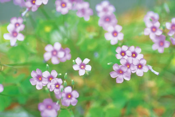 Nahaufnahme Der Blühenden Kleinen Lila Blüten Mit Grünen Blättern — Stockfoto