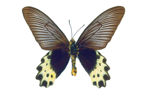 Zwarte Bruine Kleurrijke Vlinder Geïsoleerd Witte Achtergrond — Stockfoto