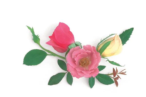Красивые Цветы Розы Заднем Плане — стоковое фото