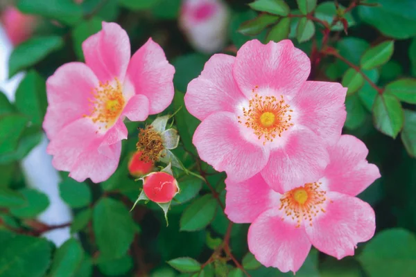 Weergave Van Zacht Roze Bloeiende Bloemen Sluiten — Stockfoto