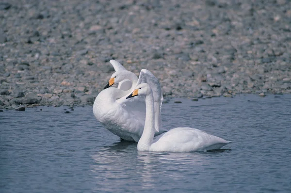 Aves Silvestres Hábitat Natural — Foto de Stock