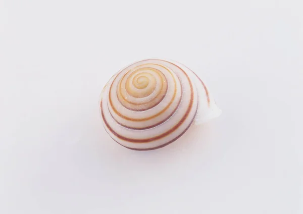 Close Seup View Sea Shell Blue Background — Stok Foto