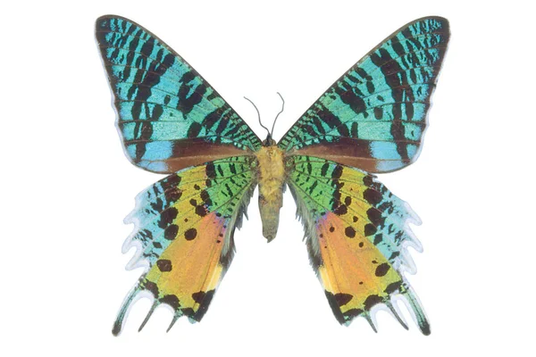 Zelený Modrý Barevný Motýl Izolovaných Bílém Pozadí — Stock fotografie