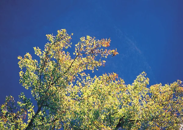 Świeżych Zielonych Liści Gałęzi Drzew Lesie — Zdjęcie stockowe