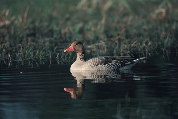 Aves Selvagens Habitat Natural — Fotografia de Stock