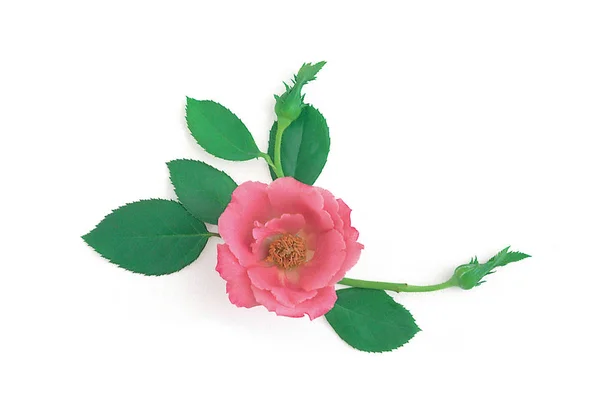 Bella Rosa Fiore Sfondo — Foto Stock