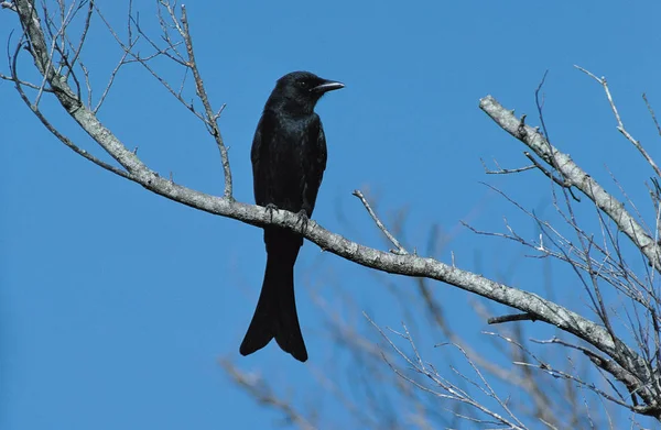 Vild Fågel Naturliga Livsmiljöer — Stockfoto