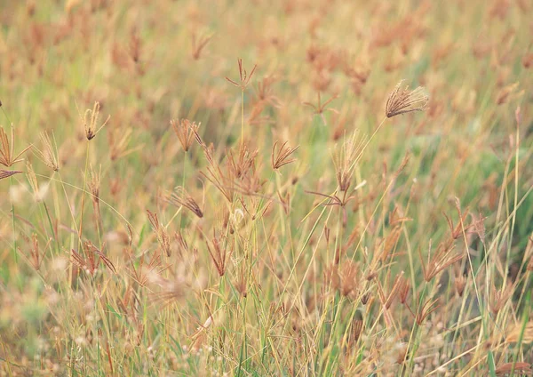 Skiss Naturen Vilda Växter — Stockfoto