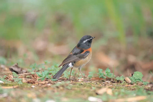 Oiseaux Sauvages Dans Habitat Naturel — Photo