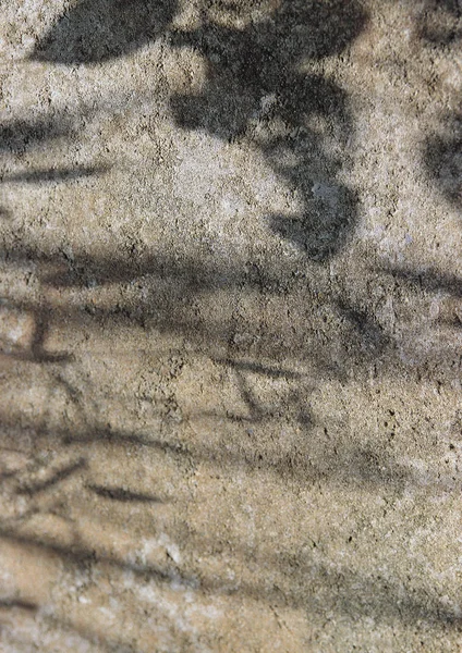 Duvarında yapraklar olan ağaç dallarının gölgesi. Soyut arkaplan 