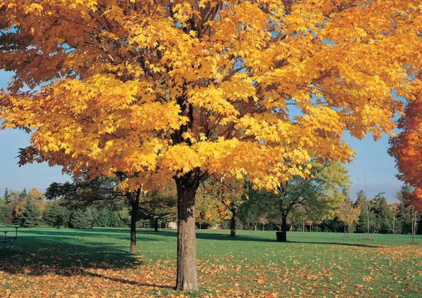 Краса Осінь Червоні Жовті Дерева — стокове фото