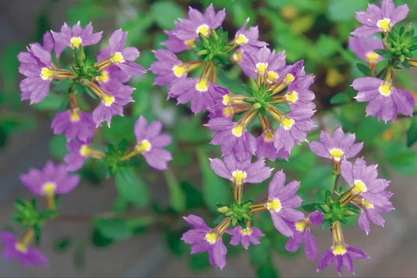 Schließen Sie Die Ansicht Der Winzigen Blühenden Lila Blüten Auf — Stockfoto