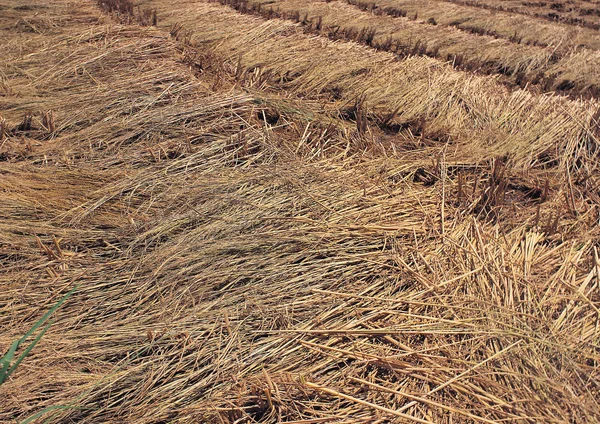 Young Sprouts Rice Paddy Field — Stock Photo, Image