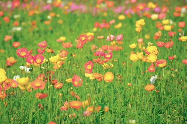 Schilderachtig Uitzicht Van Rode Bloeiende Anemonen Veld — Stockfoto