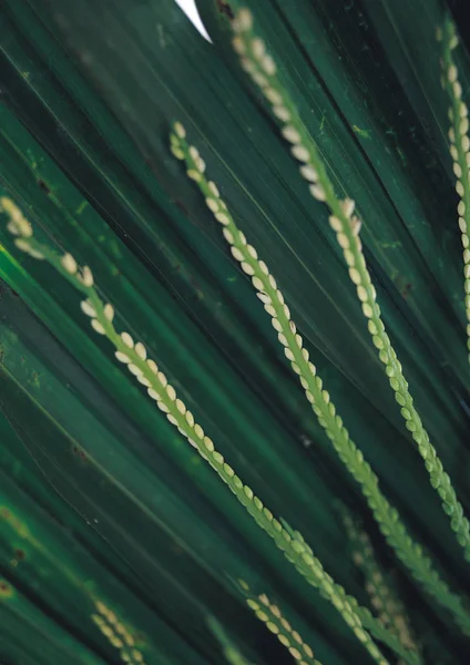 Detalhes Fundo Folhas — Fotografia de Stock