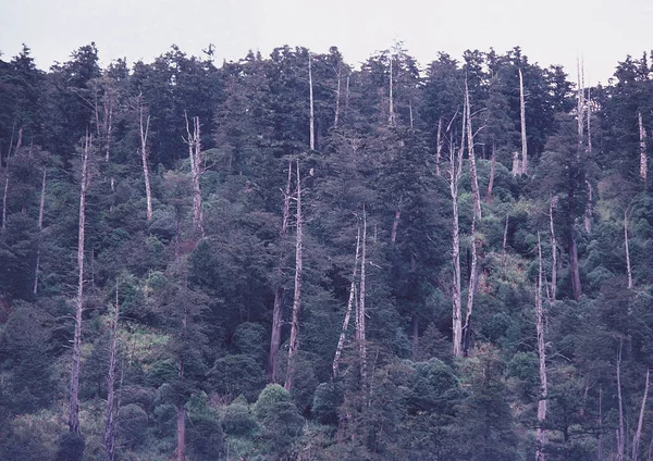 Vue Panoramique Sur Les Arbres Dans Forêt Dense — Photo