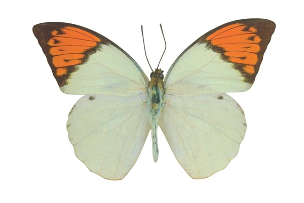 Papillon Coloré Isolé Sur Fond Blanc — Photo