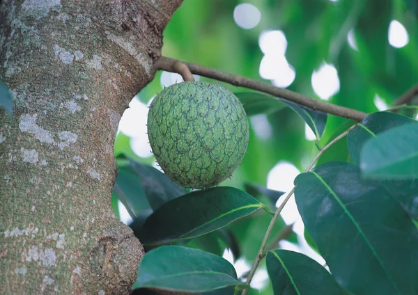 Ramas Árboles Con Fruta Verde Madura Hojas —  Fotos de Stock