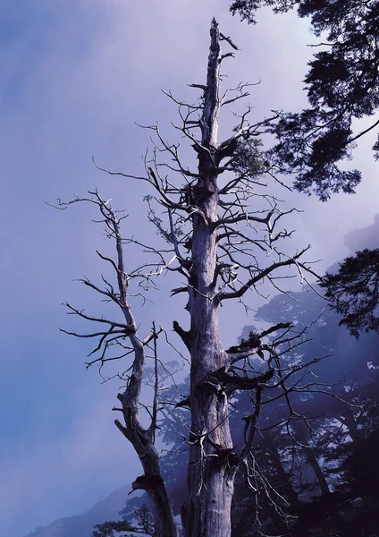 Malebný Pohled Větve Stromů Proti Modré Obloze — Stock fotografie