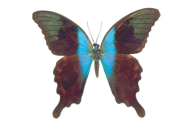 Φωτεινά Και Σκοτεινά Πολύχρωμο Πεταλούδα Που Απομονώνονται Λευκό Φόντο — Φωτογραφία Αρχείου