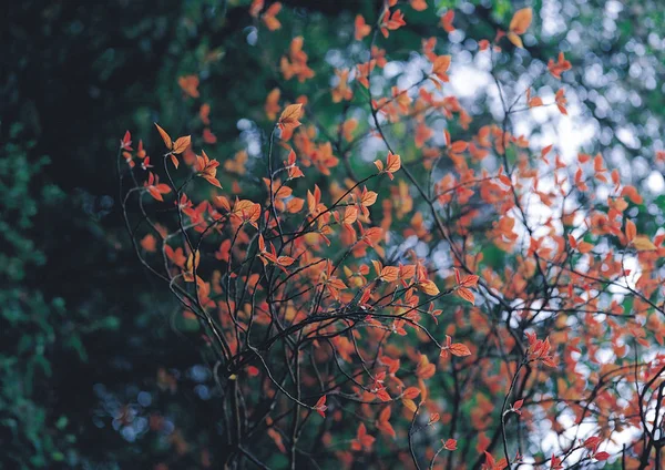 나무에 나뭇잎 오렌지가 — 스톡 사진