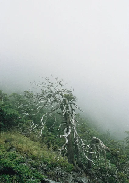 Vue Panoramique Sur Les Branches Arbres Tordus Dans Forêt — Photo
